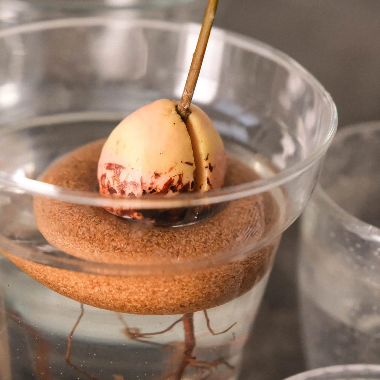 Bouée pour avocat - Justine Jossart – Image 2