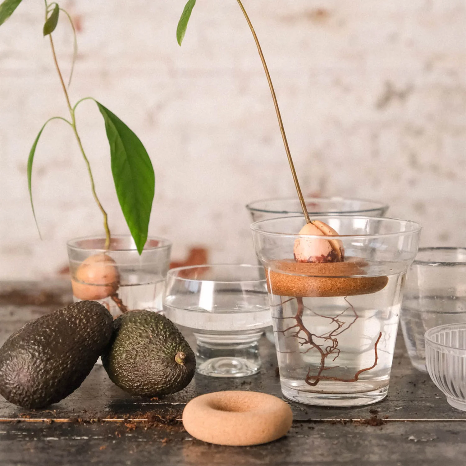 Bouée pour avocat - Justine Jossart – Image 3